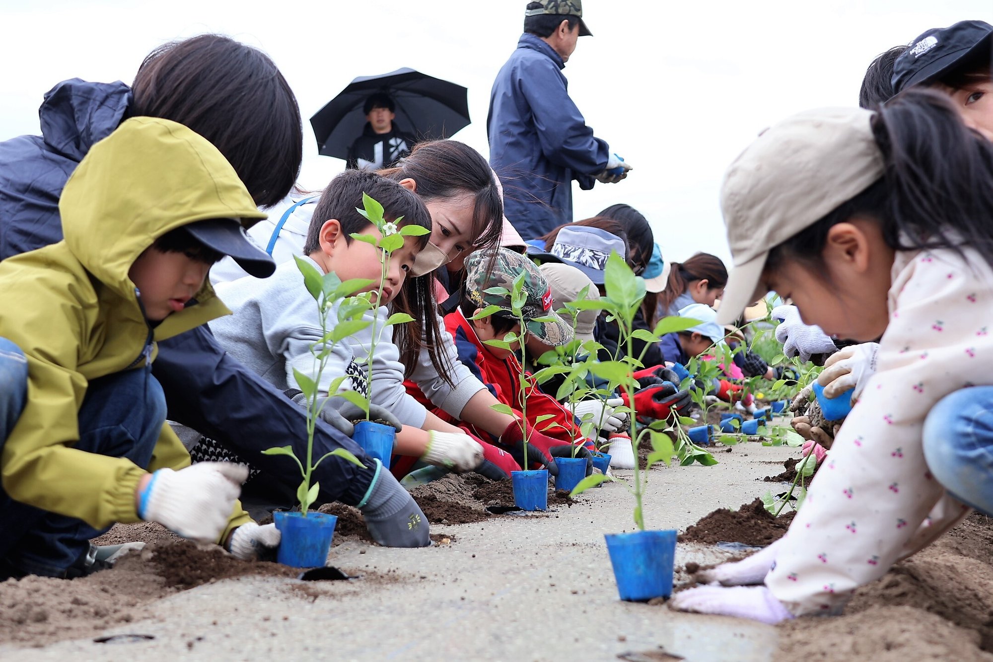 ちゃぐりん(さく)