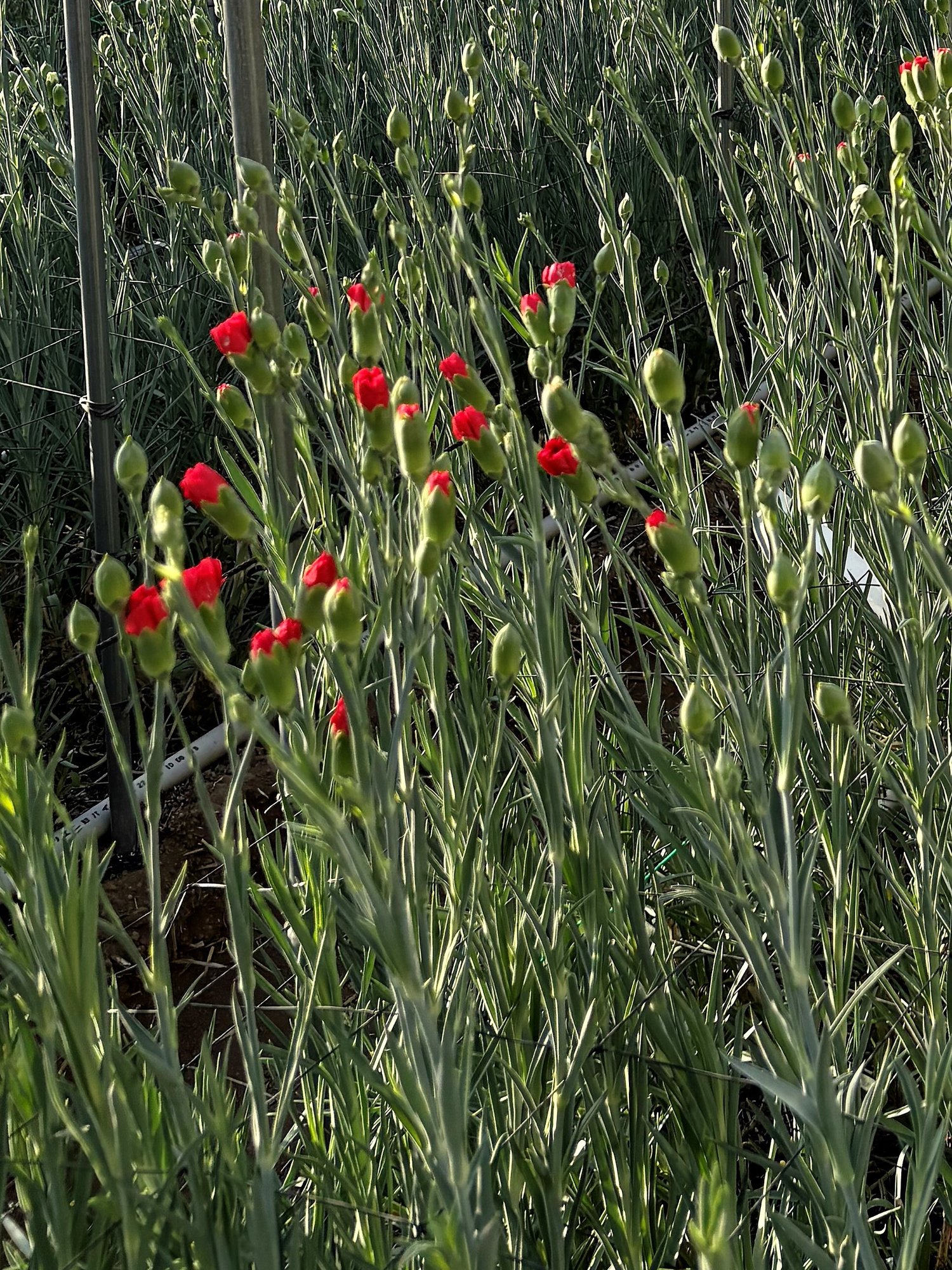 カーネーション(花)_1298