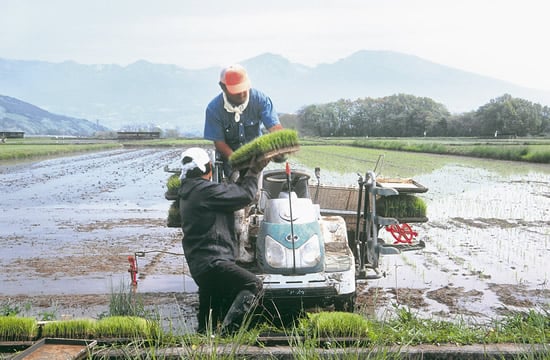 11-27日本一おいしい米作り