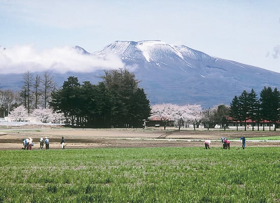 11-31春の園