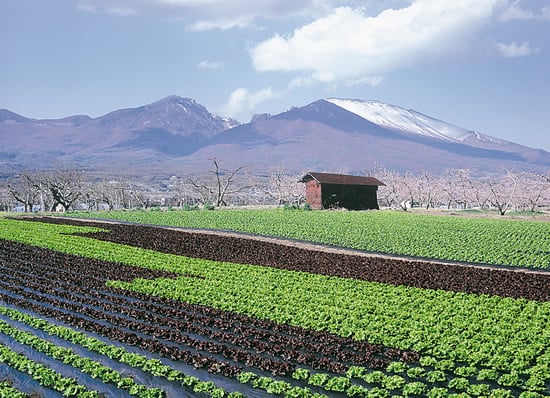 11-33高原野菜