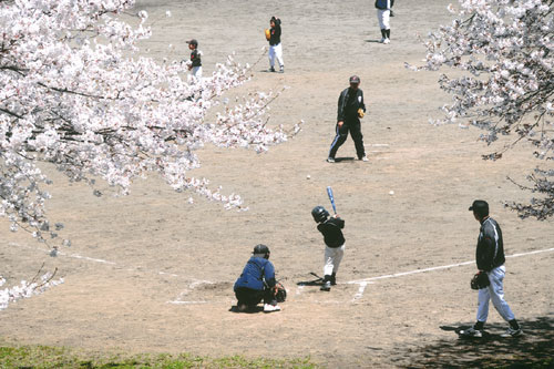 12-31桜下の親子野球