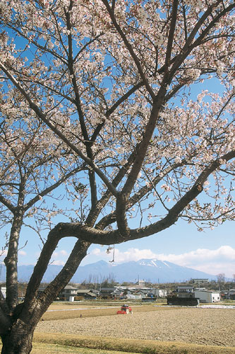 12-9春と桜と青い空