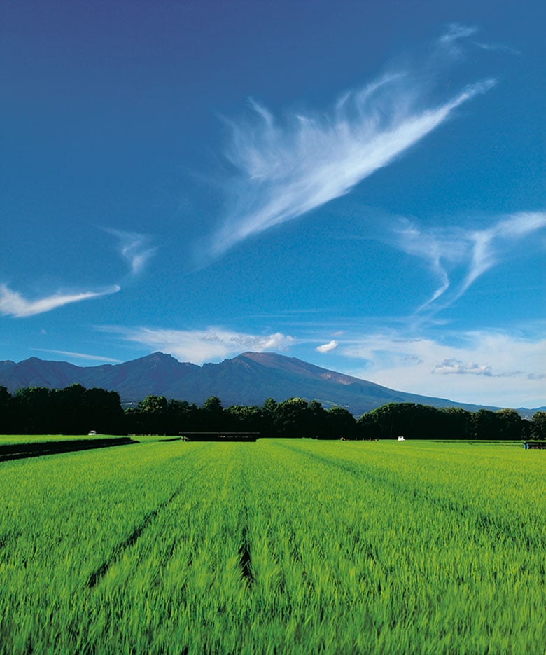 14-20青田に舞う