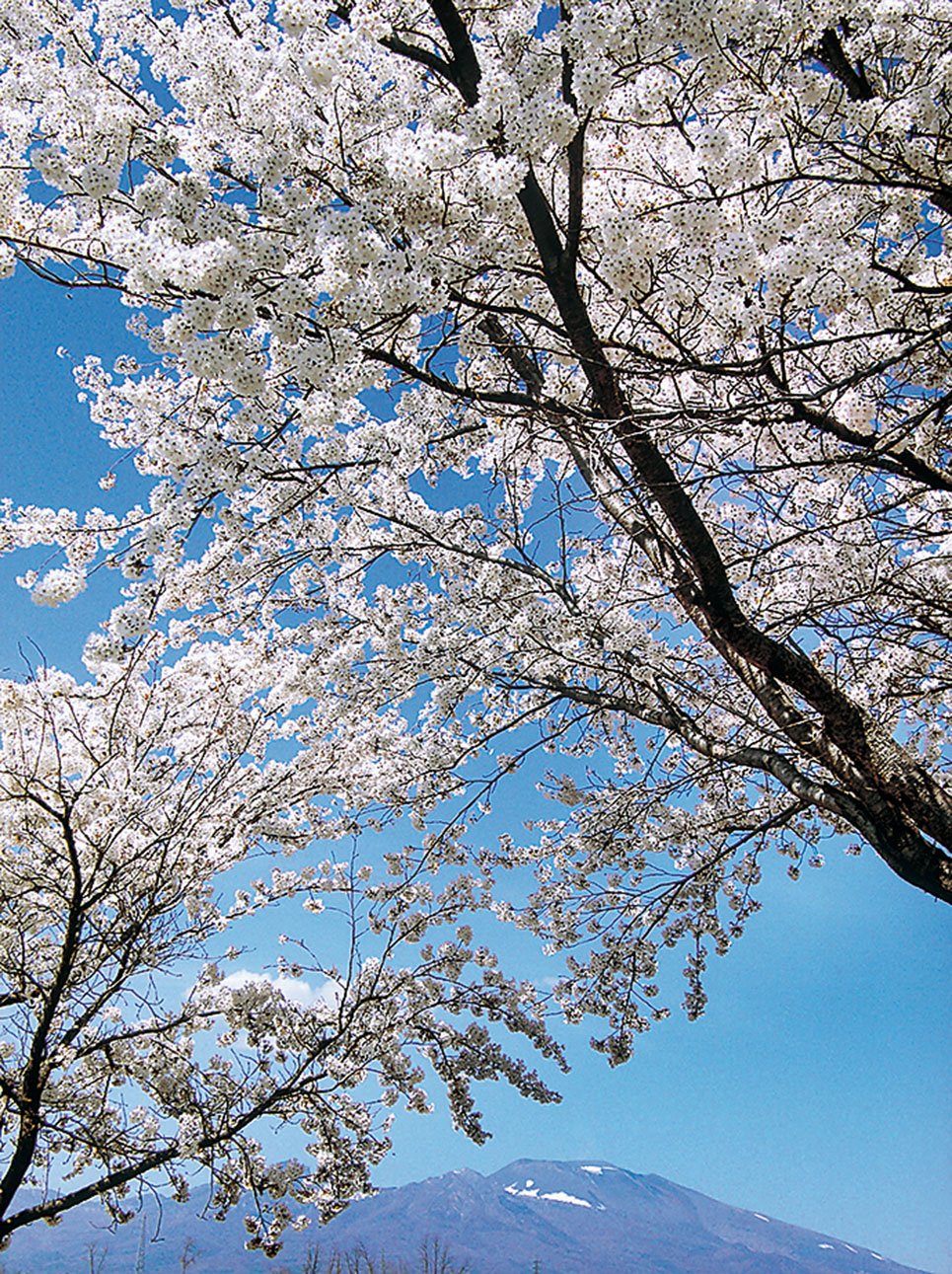 15-42桜と浅間山
