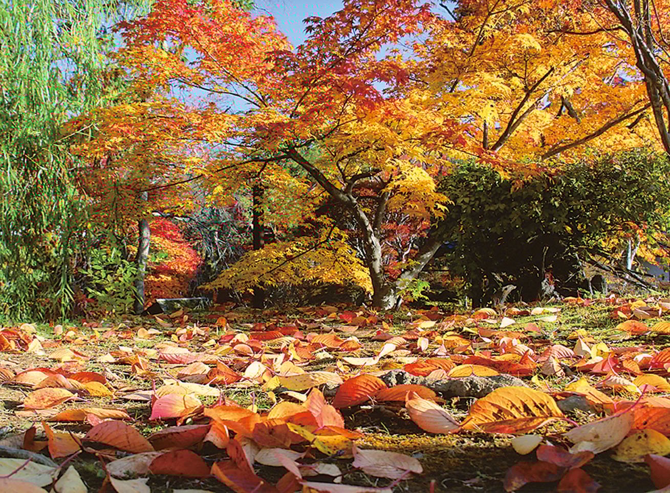 17-18桜葉散る頃