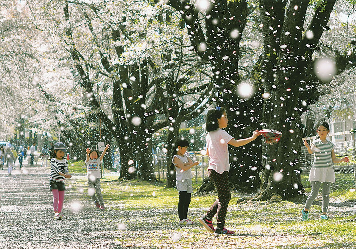 17-2桜吹雪