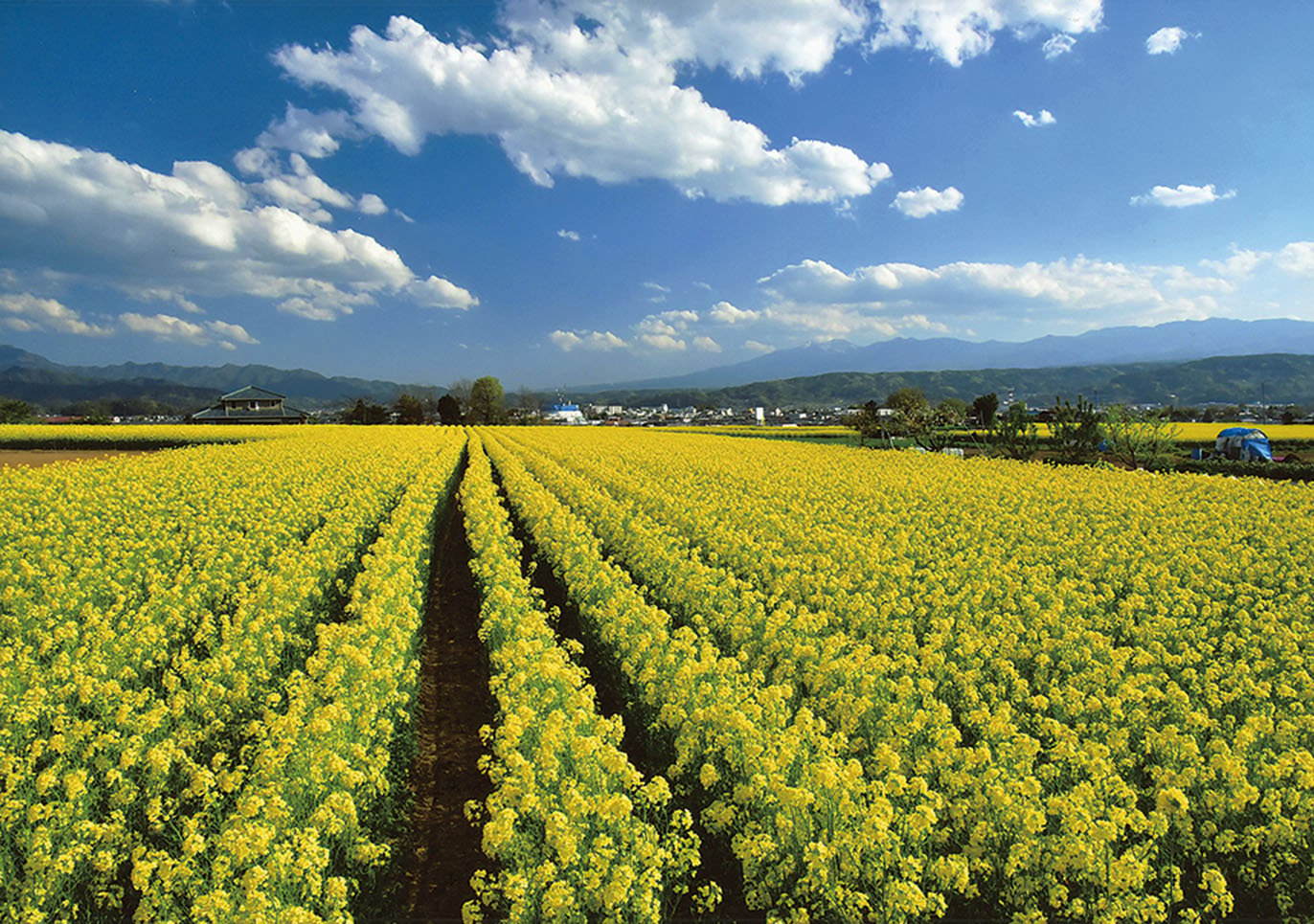 17-20菜の花の絨毯