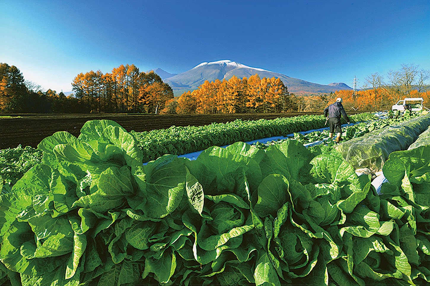 17-6晩秋の高原野菜