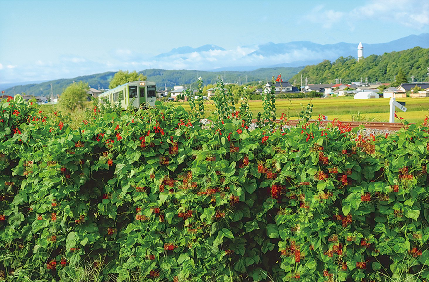 18-11線路わきの花豆