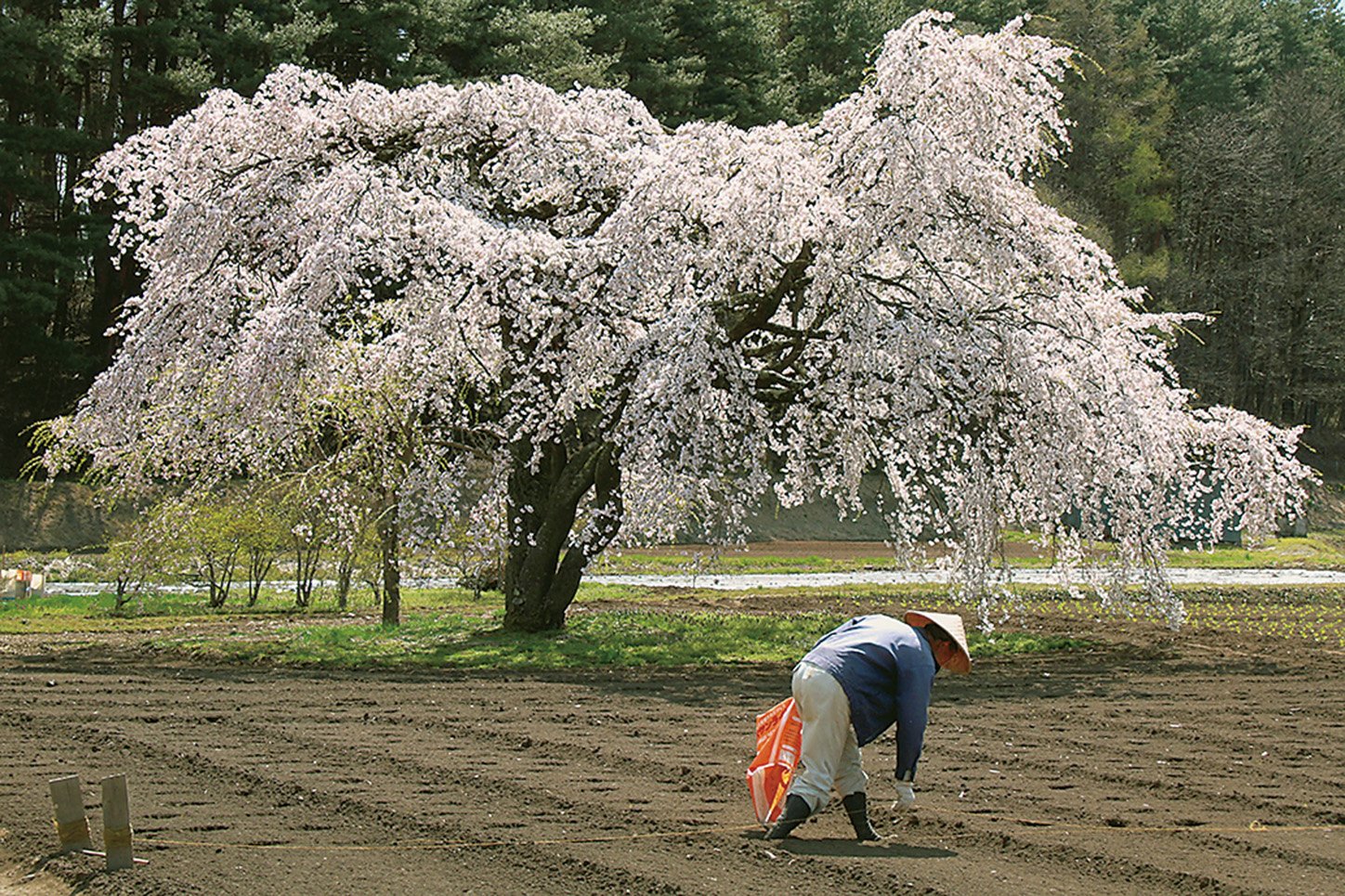 18-20山里の春