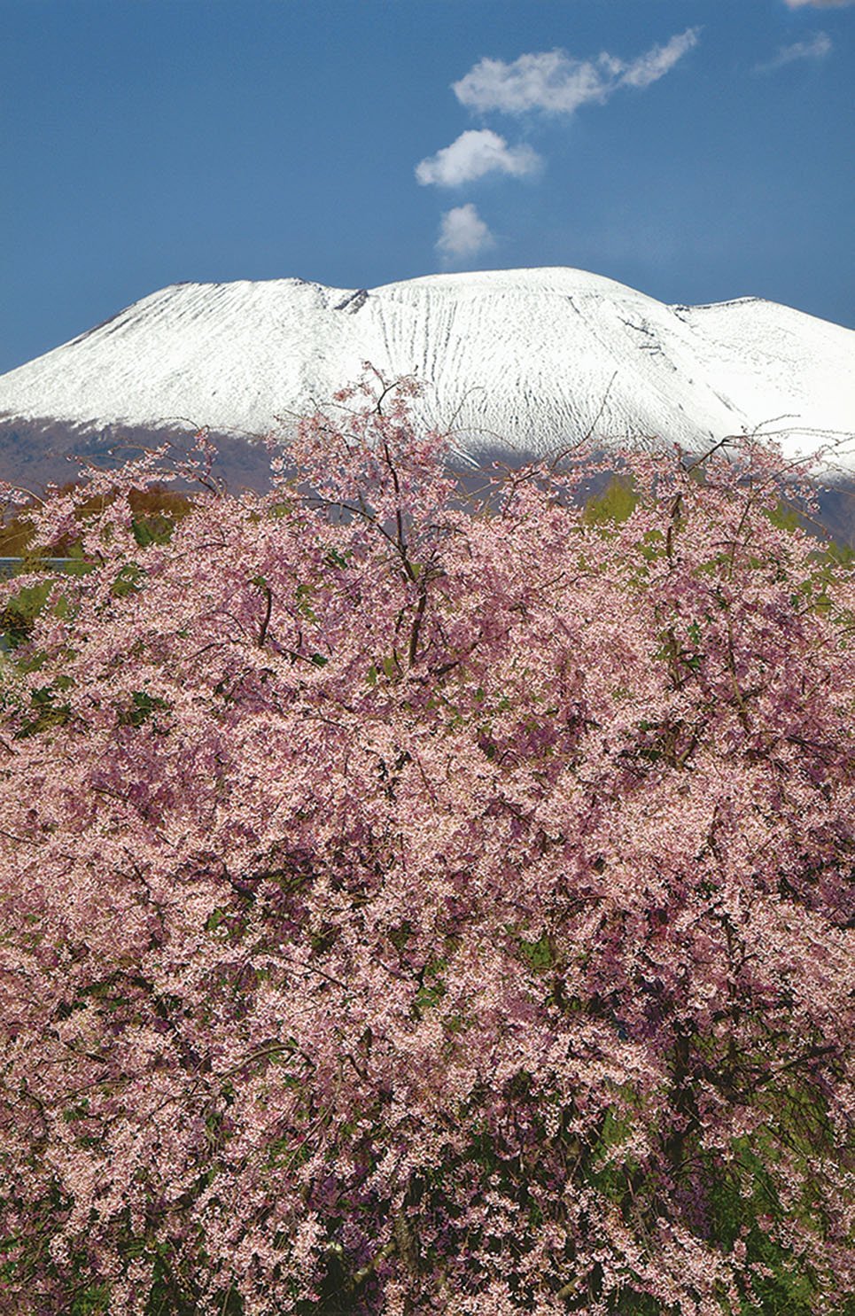19-22忘れ雪