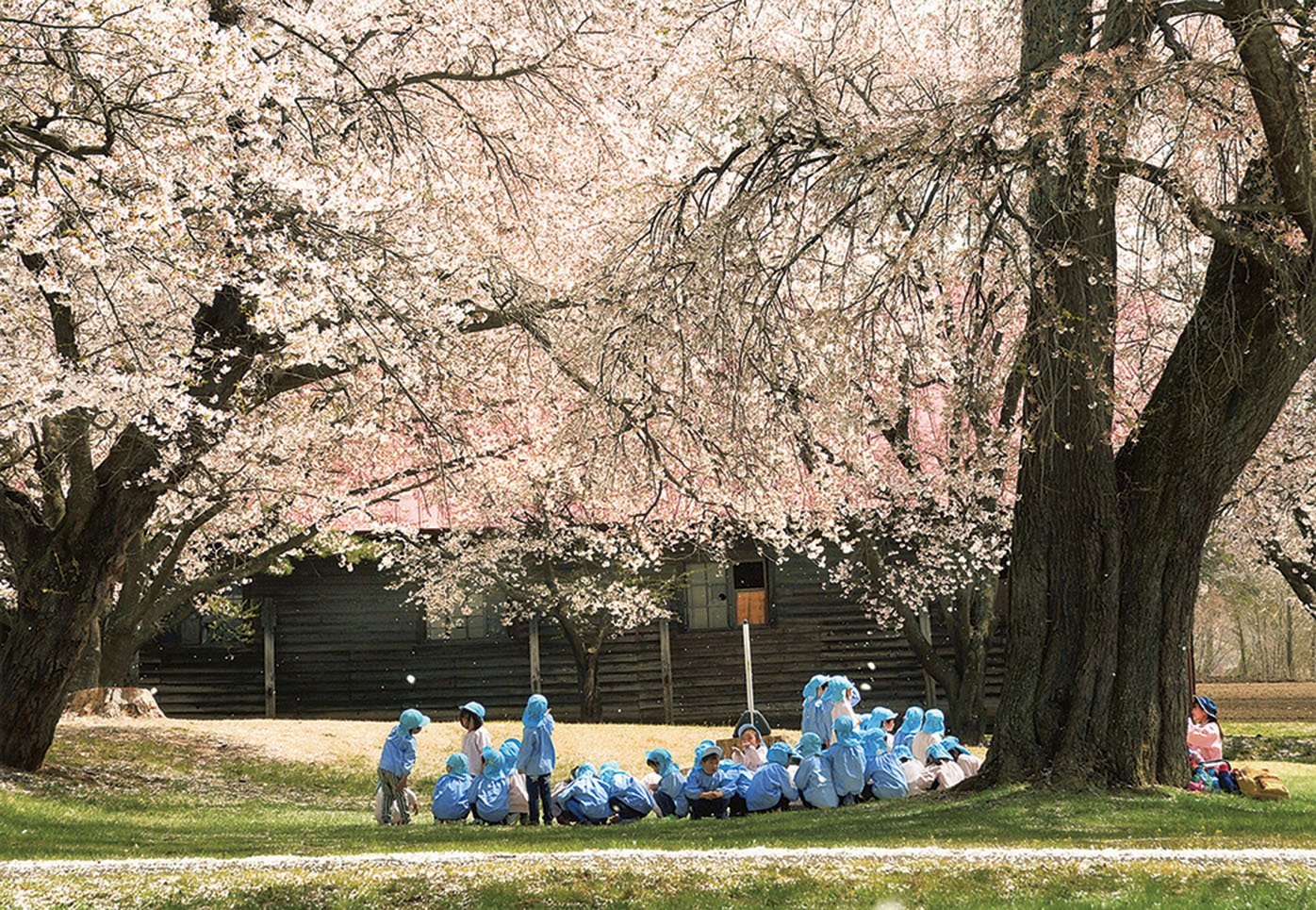 19-26桜に見守られ
