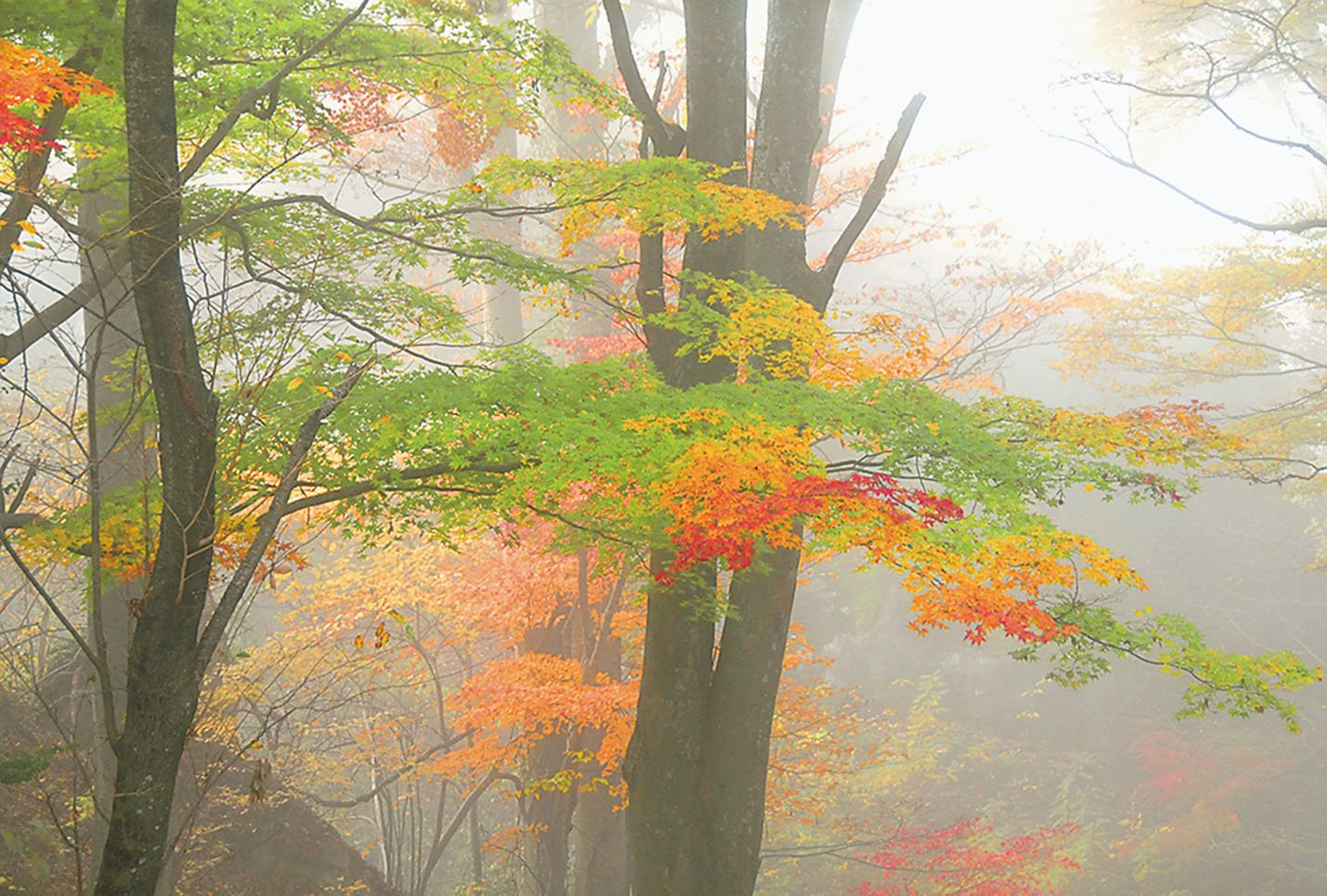 19-27朝霧に映える紅葉