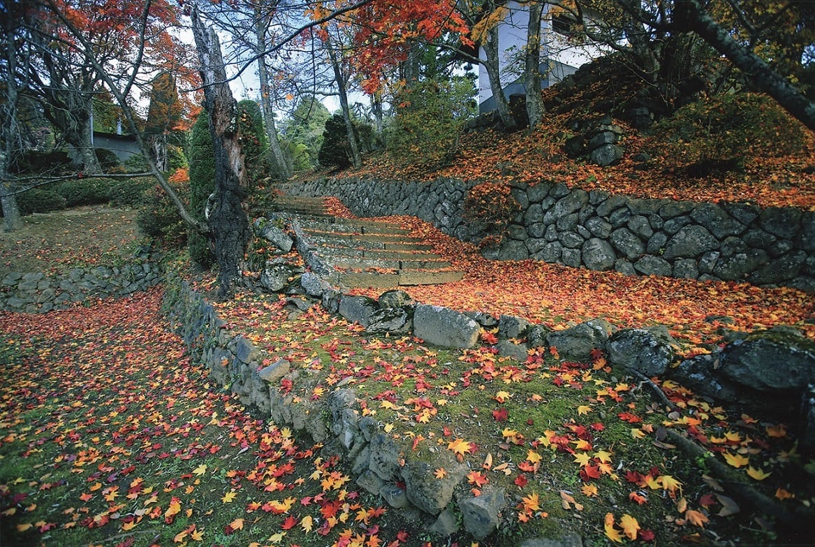 21-13紅葉散る