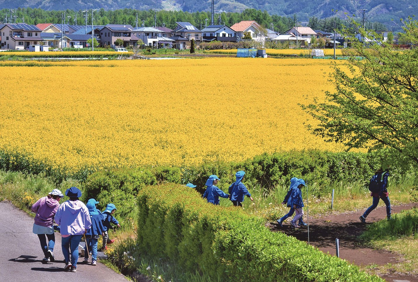 21-22菜の花畑にさそわれて