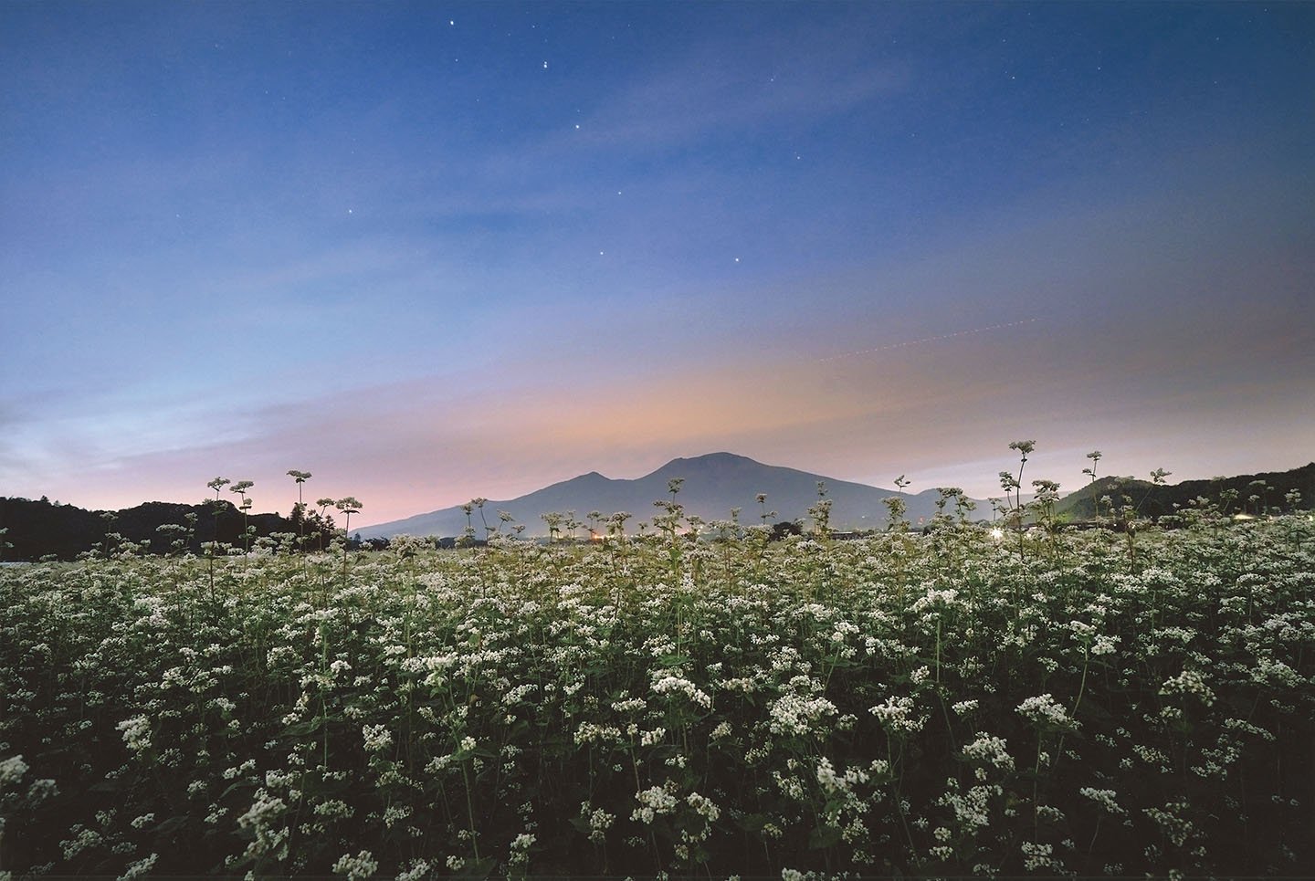 23-6夕暮れのそば畑