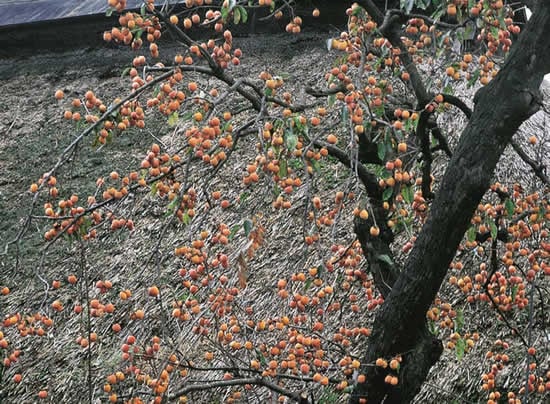 3-19柿の木