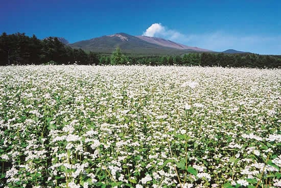 3-32浅間高原のそばの花