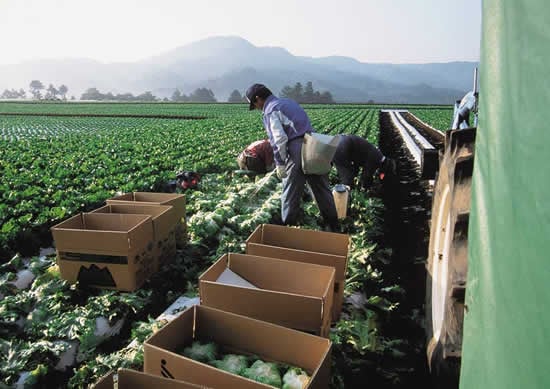 3-8早朝の出荷作業