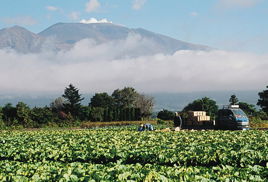 4-30高原野菜の収穫