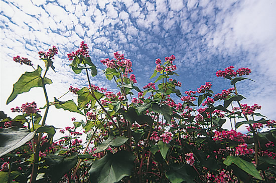 5-45赤そばの花