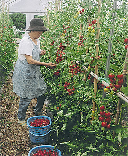 5-46すず生り