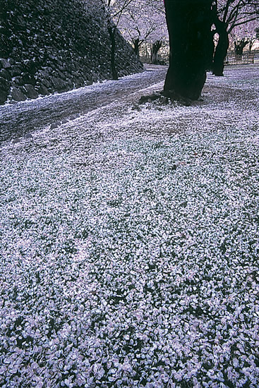 6-23桜絨毯