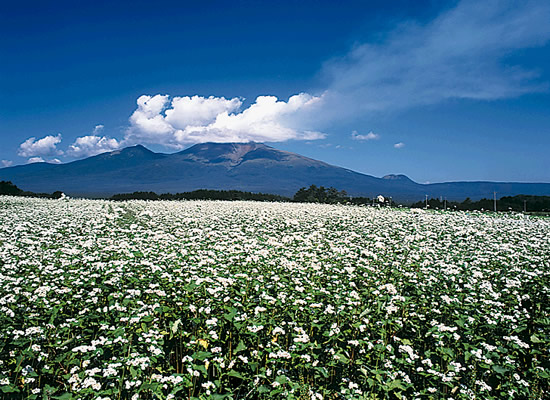 6-27そばの花咲く頃