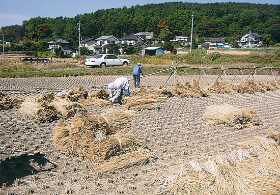 6-47収穫終えて