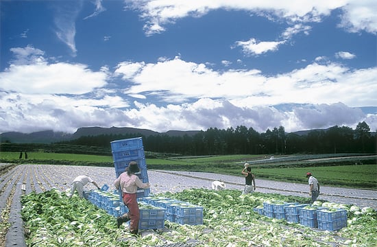 7-14美味い白菜だよ