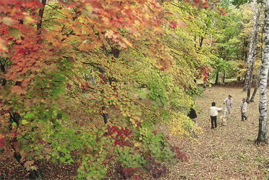 7-40八千穂高原の秋