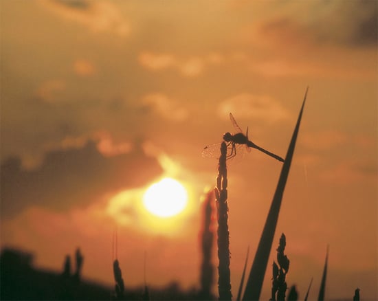 7-6夕日をあびて