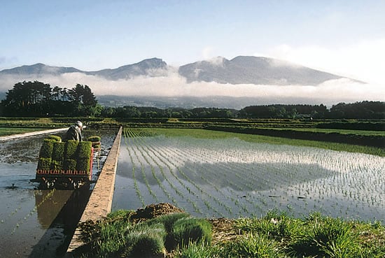 8-40早苗田の朝