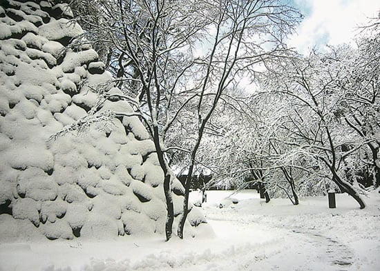 8-44雪の華