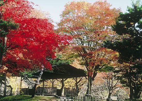 8-49紅葉