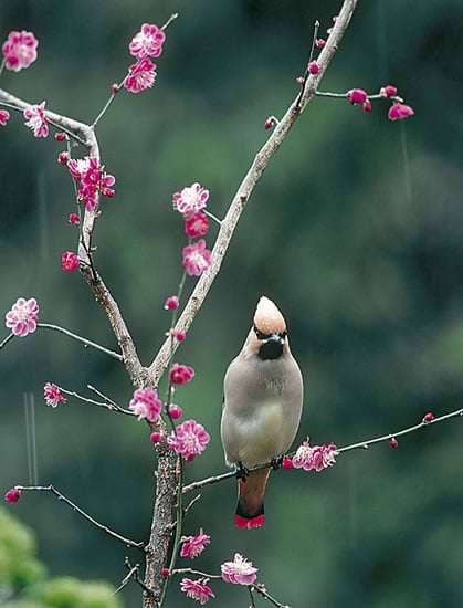 8-50早春