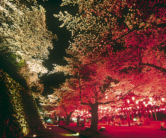 9-25夜桜