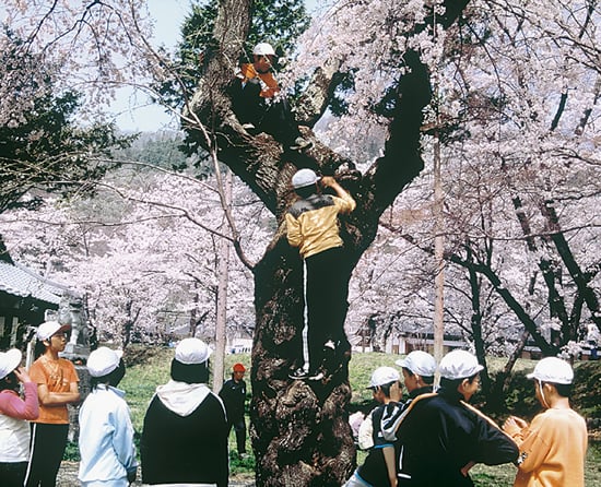 9-39桜日和