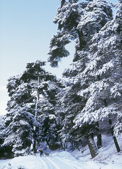 9-5雪の笠取峠