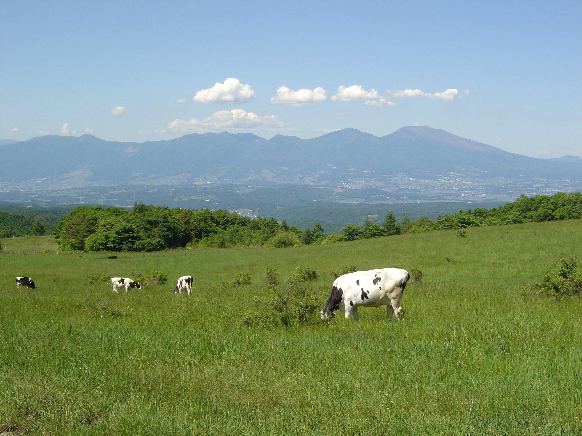 望月高原牧場