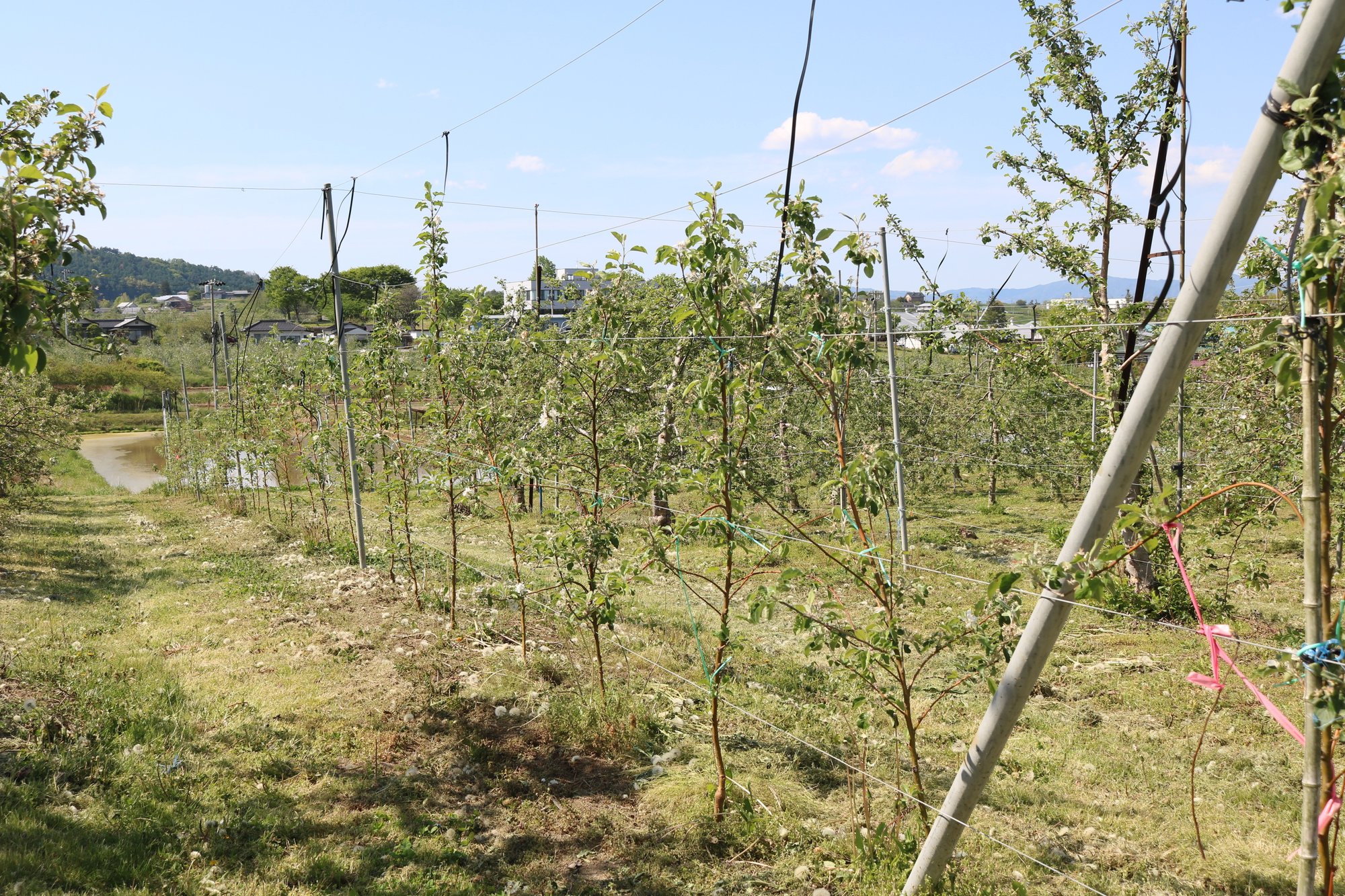 植えて2年位