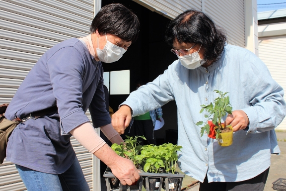 野菜苗配布