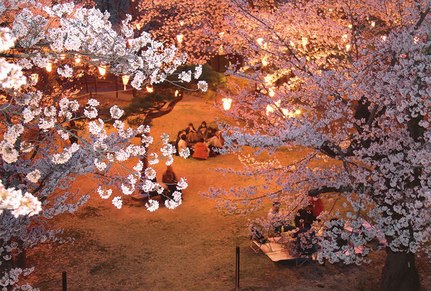 20-11夜桜