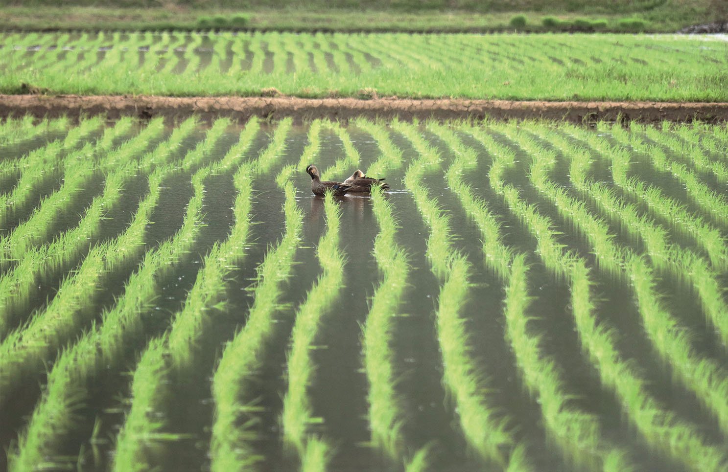 7 入 中島喜代江