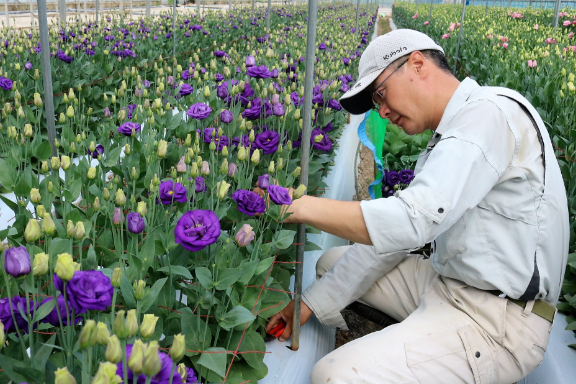 新たな品目に挑戦（トルコギキョウ）｜JA佐久浅間