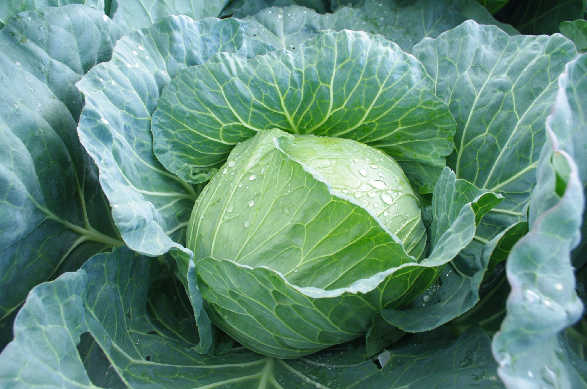 野菜｜JA佐久浅間