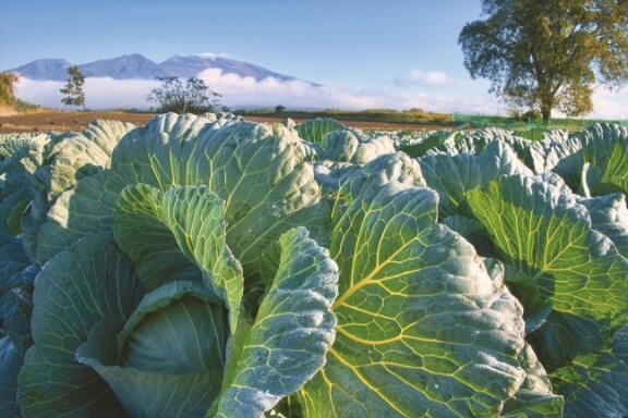 img_agriculture@2x