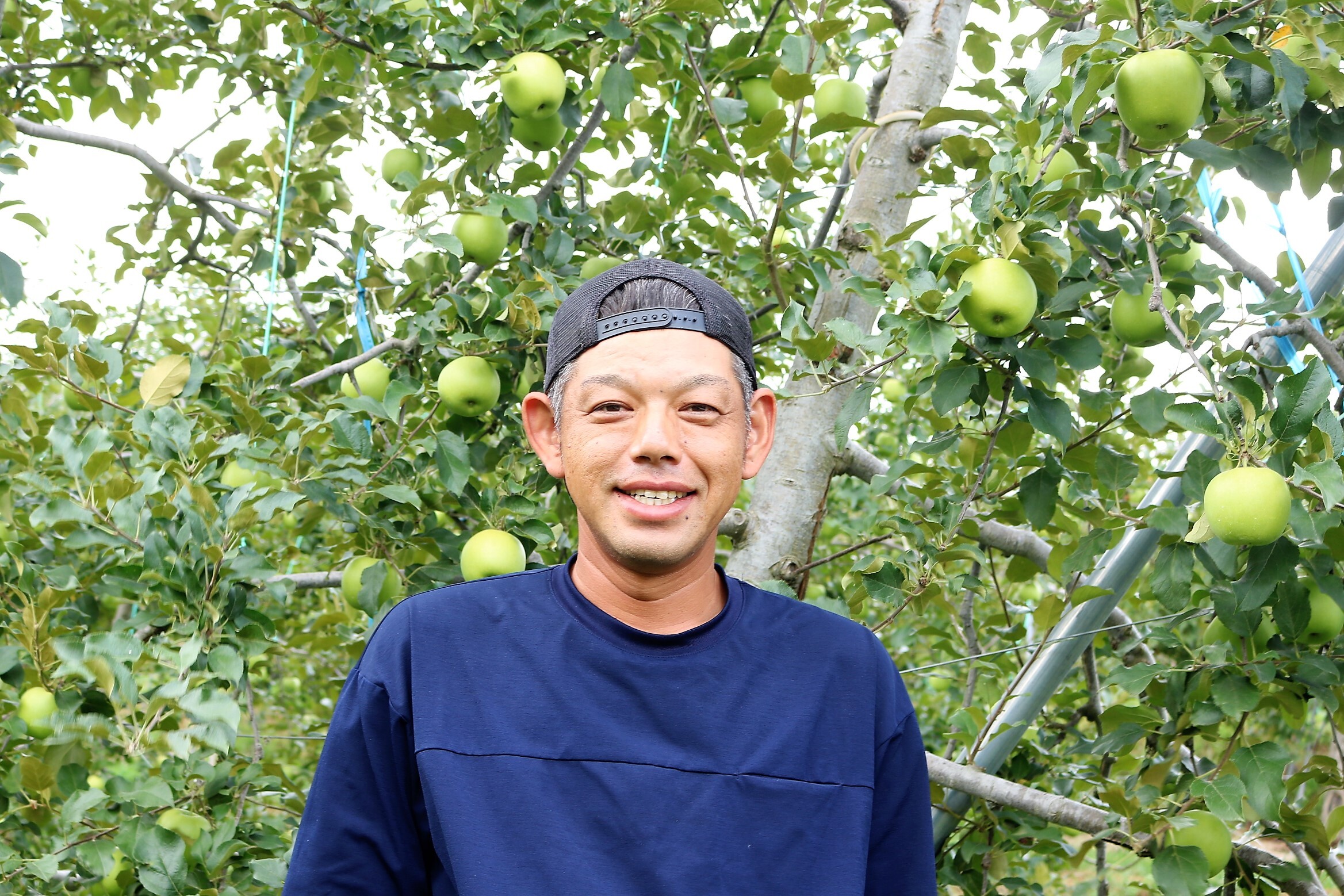 新わい化高密植栽培で安定した収穫量を目指したい