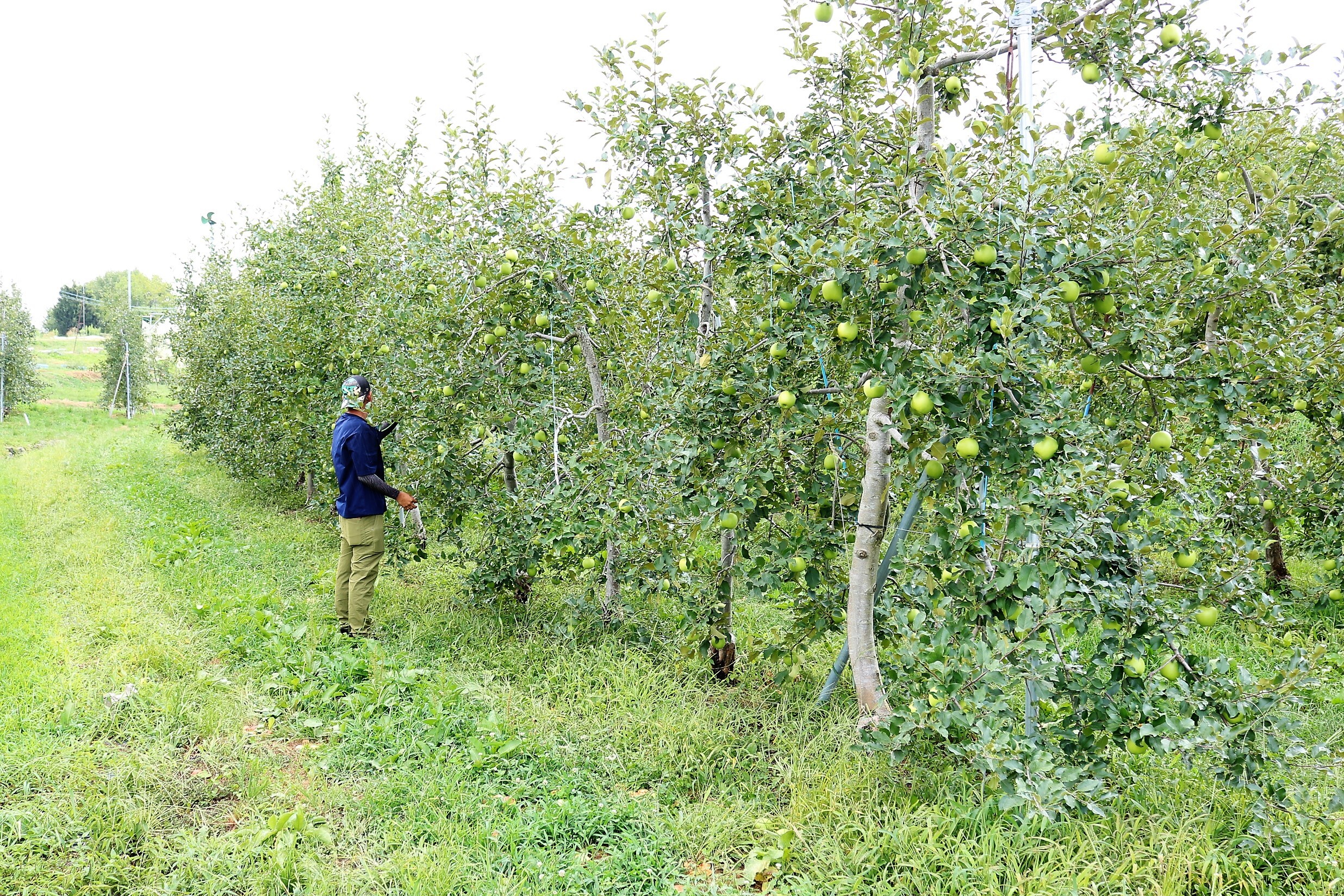 新わい化高密植栽培で安定した収穫量を目指したい